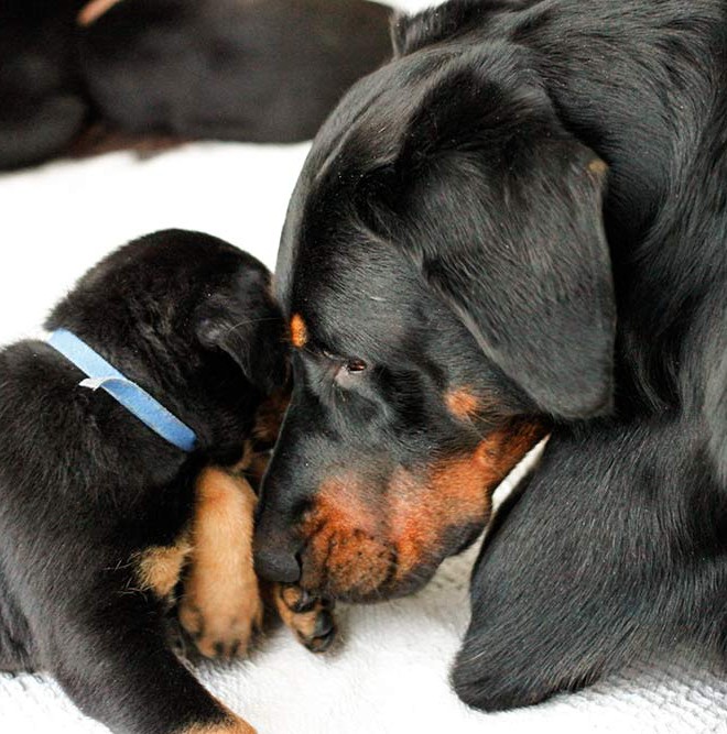 5.Woche Beauceron Welpen E-Wurf... Kindergärtner Carus im ...